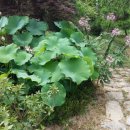 노적애뜰 이미지