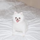 윤지애견 이미지