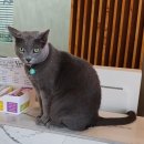 반창꼬동물병원 이미지