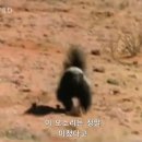 제이드럭 이미지