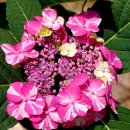 써니데이즈 이미지