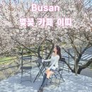 부산애견대학 | 부산 벚꽃 카페 이띠 주차장 포토존 웨이팅 실시간