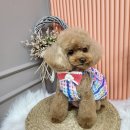 릴리줄리살롱 | 강남애견미용샵 릴리줄리살롱, 푸들 캔디컷 후기