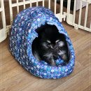 베이비몽 | 인천청라에서 만난 강아지, 베이비몽 강아지분양 인천청라점에서의 첫 만남