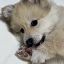 (주)마루펫 | 유기견 입양 후기 1 | 반려마루 화성 강아지 입양센터