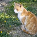 아이본 동물병원 이미지