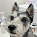 위런한방재활동물병원 이미지