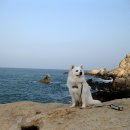 바다의왕자 이미지