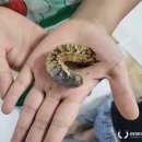 구포초등학교 | [부산 진로 특강] 부산 구포초등학교, 찾아가는 생태체험, 곤충체험을 진행했어요! (어린이집 유치원...