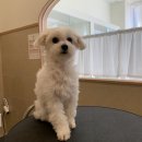 댕댕포유 이미지