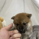 데일리독 이미지