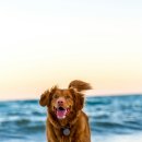 대한리트리버 | 골든리트리버 성격 진짜 순할까? 산책 중 느낀 현실 후기