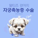 독스동물병원 | 말티즈 자궁축농증 응급수술 후기 / 인천 독스 동물병원