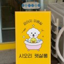 공도 애견미용 추천! 시오리펫살롱에서 말티푸 감자 빡빡이 미용 후기