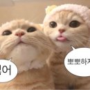 엔유 이미지