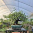 기러기산초 이미지