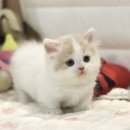 먼치캣 네이버블로그