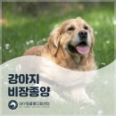 용인죽전 24시 스카이동물메디컬센터 이미지