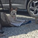 동백 숲속애견랜드 | 제천 라라랜드 애견동반 캠핑장 D5 사이트 다녀왔어요