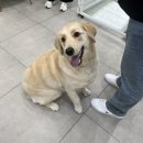 멍멍하개 이미지