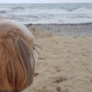 더 퍼피즈 블루오션 이미지