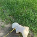 매머드익스프레스구미신평점