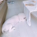 이백이몰 이미지