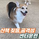 하남애견훈련소 | 강남 강아지훈련 공격성,짖음 훈련 애견훈련소 후기