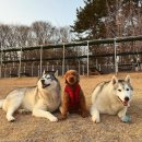 은행나무종합동물병원 이미지