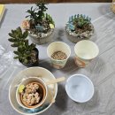 친환경 화분 만들기 | 도우아트 나만의 친환경화분만들기 원데이클래스 수업후기