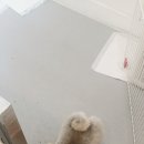 슈나우펫 이미지