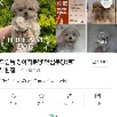 펫샵 이미지