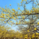 산수유 연인의길 이미지