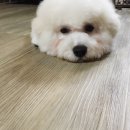 권미정펫살롱 네이버블로그