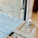 보느몽뜨 이미지