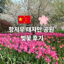 태자 | 항저우 태자만 공원 벚꽃 후기 입장방법 총정리 예약 필요할까