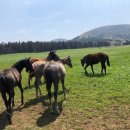 더 테쉬폰 이미지