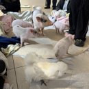 11500-7-70-03 | 세븐테마카페,미니피그카페,미니돼지카페,모든 먹이 무료,70분(11,500원)이용,주말저녁방문 솔직후기!!