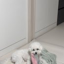 댕편한세상 이미지