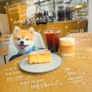 도리앤펫 | 동탄 호수공원 애견동반 카페 세이프앤사운드 3월 이후 합법 반려견동반 카페 솔직후기
