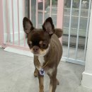 이뻐질개 애견미용실 | 강아지의 행복을 최우선으로! 김해 애견미용 1:1 케어