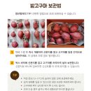 형제섬유 | 청년형제 여주 햇밤고구마 후기 밤고구마 맛있게 먹는법 보관법 효능 정리 내돈내산 솔직후기