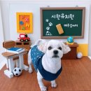 시원애견간식 이미지