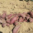 보람농장 이미지