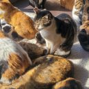 청주고양이입양지원센터 애니멀공화국 이미지