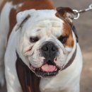불독(bulldog) 이미지