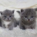 고양이전문점 허니캣 이미지