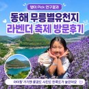대기 | 동해 무릉별유천지 라벤더 축제 주차 대기 후기