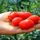 그린농원 이미지