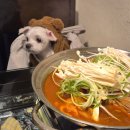 두꺼비 애견 | 경주 애견동반식당 황남두꺼비 내돈내산 후기, 실내 동반 가능한 황리단길 맛집